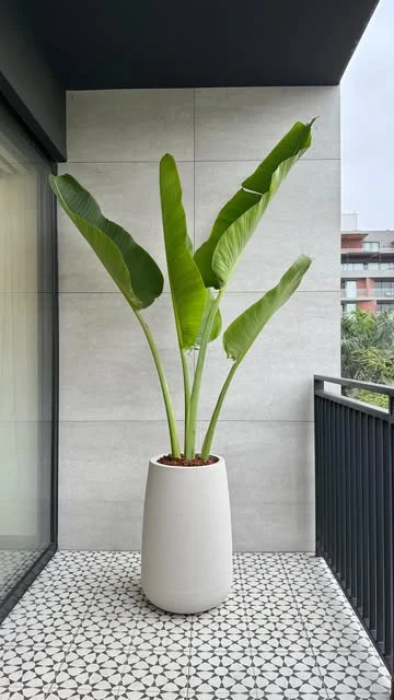 Planta de hojas grandes en una maceta blanca de Espacio Natural